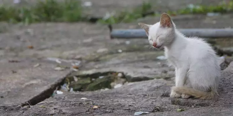 Pará registra quase quatro casos de crimes contra animais por dia