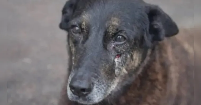 “Pequei”, diz mulher que mentiu sobre espancamento do cão Orelha