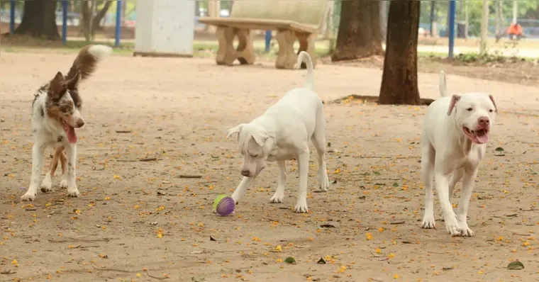 Exercício ilegal da medicina veterinária agora é crime no Brasil