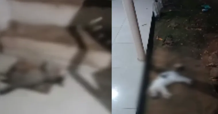 Imagens compartilhadas nas redes sociais mostram situação antes das mortes. | Reprodução/Redes sociais