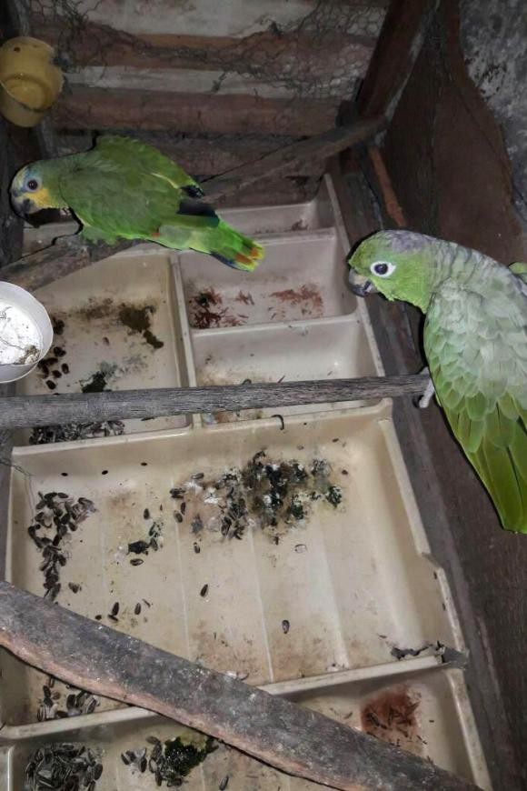 Semas anuncia novo endereço para entrega voluntária de animais silvestres