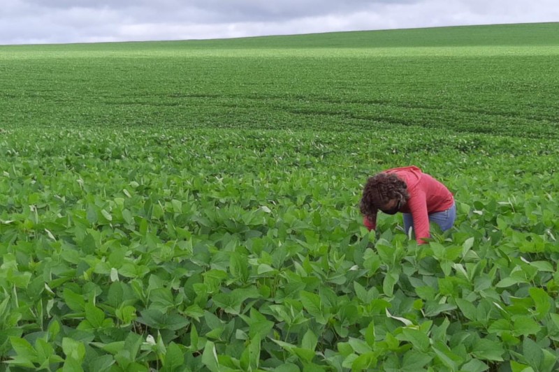 Adepará alerta que cadastramento anual das áreas de soja é obrigatório 
