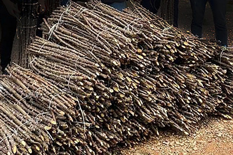 Sedap distribui 3,3 milhões de estacas de manivas-semente com melhoria genética