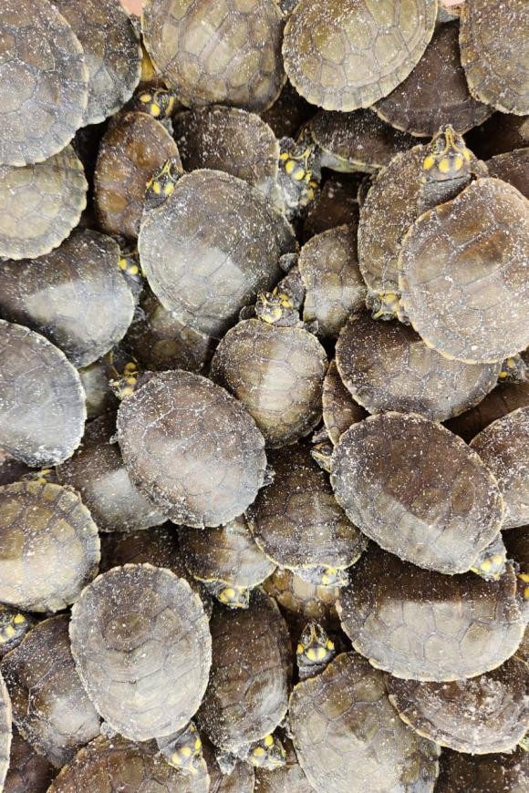 Mais de 160 quelônios voltam à natureza em ação conjunta do Estado e Prefeitura de Abaetetuba