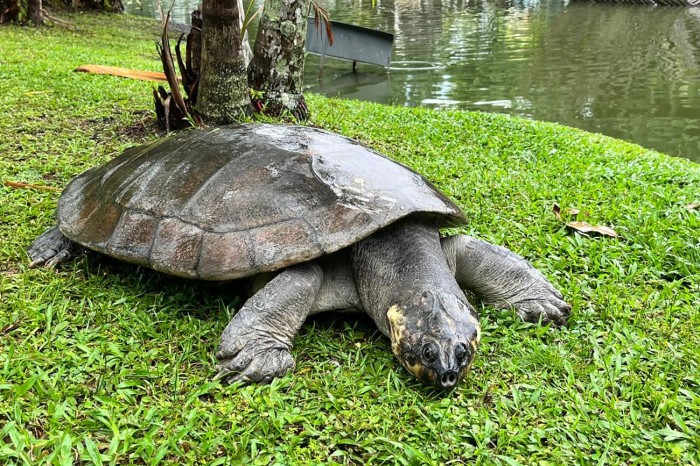 Tataruga-da-amazônia resgatada em São Paulo é recebida no Mangal das Garças 