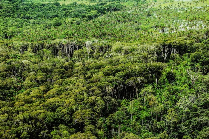 Ideflor-Bio destaca papel das florestas no equilíbrio climático do planeta
