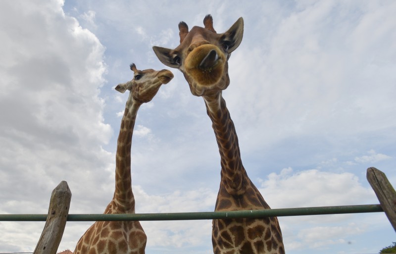 PF indicia 4 pessoas por crimes associados à importação de 18 girafas