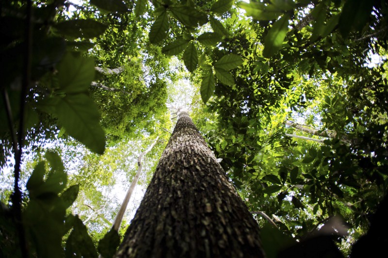 Brasil, Indonésia e Congo unem-se para preservar florestas tropicais