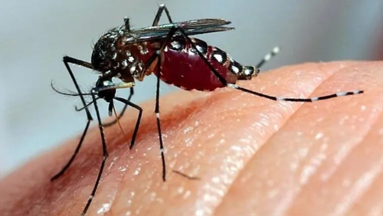 Dengue: Brasil se torna país com mais casos da doença