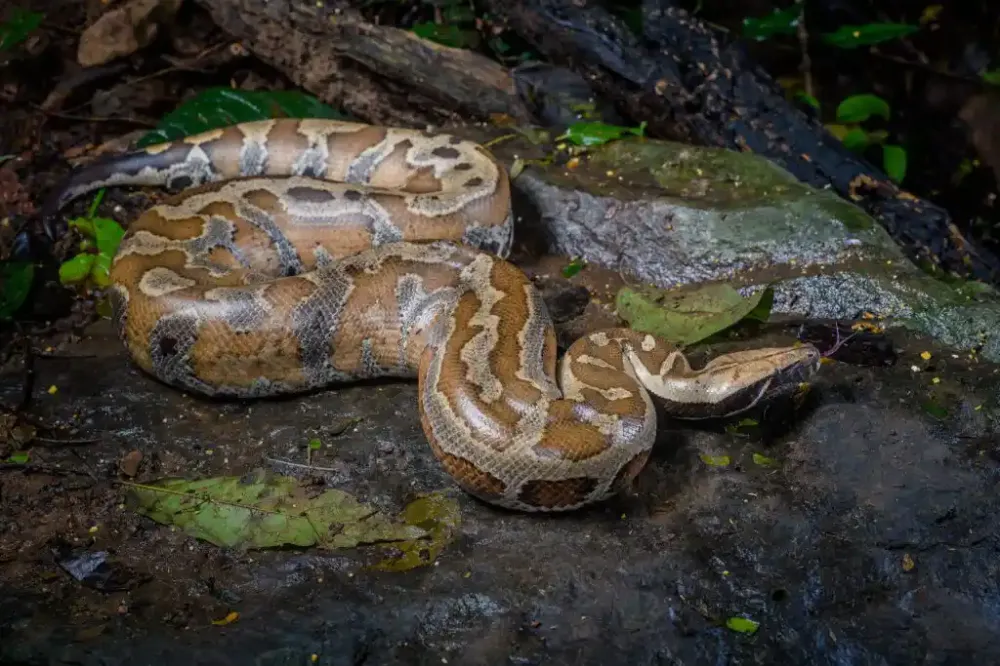 Carne de cobra é alternativa para uma dieta rica em proteínas