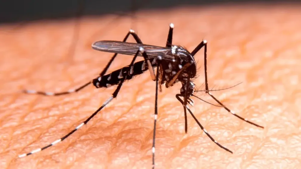 Dengue tipo 3 volta a circular no Brasil após 17 anos